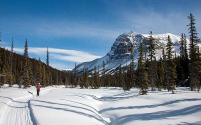 Cross Country Ski ( XCski )